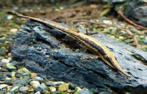 Twig Catfish — 13-15